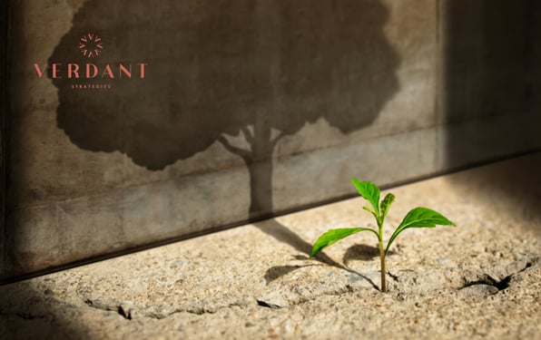 Small green plant growing through cracked concrete casting the shadow of a large tree, symbolizing early growth supported by strong systems and long-term business scalability.